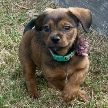 Apple Nugget -  Dachshund and Cavalier King Charles Spaniel Dog for Adoption in Watertown, Connecticut - Apple Nugget | PetCurious