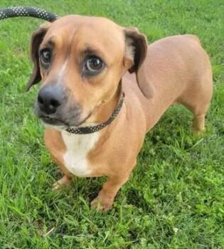 Bailey -  Dachshund and Beagle Dog for Adoption in Van Alstyne, Texas - Bailey | PetCurious