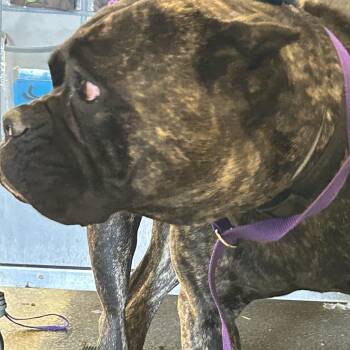 IVHS-Stray-143977 -  Cane Corso Dog for Adoption in San Gabriel, California - IVHS-Stray-143977 | PetCurious