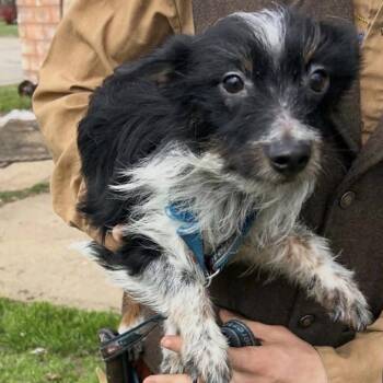 Yorkshire Terrier and Fox Terrier Dogs Available for Adoption - Scuffington | PetCurious
