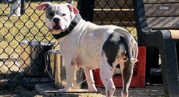 Rescue Pit Bull Terrier Dogs for Adoption in Lynn Haven, Florida - DELAWARE | PetCurious