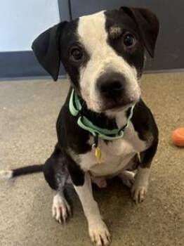 Hamilton -  Pit Bull Terrier Dog for Adoption in Cleveland, Ohio - Hamilton | PetCurious