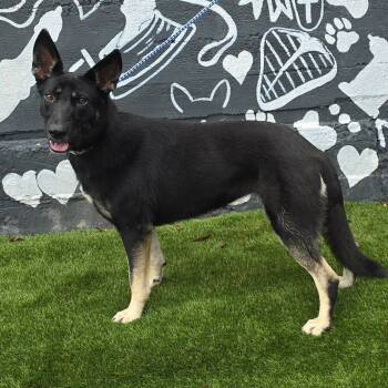 FOSTER NEEDED - Shelby -  German Shepherd Dog and Mixed Breed Dog for Adoption - FOSTER NEEDED - Shelby | PetCurious