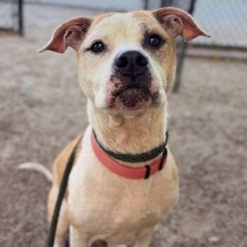 Bella -  Pit Bull Terrier Dog for Adoption in Philadelphia, Pennsylvania - Bella | PetCurious