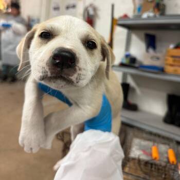 Pit Bull Terrier Dogs Available for Adoption - Cornbread | PetCurious