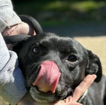 Boxer Dogs Available for Adoption in Niagara Falls, Ontario - Rocky Road (20260512-02) | PetCurious
