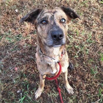 Rescue Mixed Breed and Catahoula Leopard Dog Dogs for Adoption in Chesapeake, Virginia - Ziggy | PetCurious