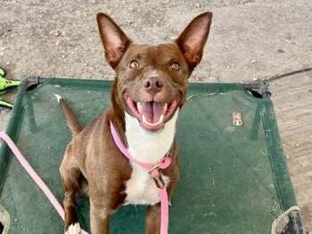 Nakoma -  Mixed Breed Dog for Adoption in Georgetown, Texas - Nakoma | PetCurious