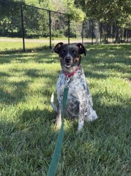 Sopapilla -  Mixed Breed Dog for Adoption in Kansas City, Missouri - Sopapilla | PetCurious