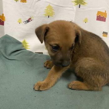 A614386 -  German Shepherd Dog Dog for Adoption in Modesto, California - A614386 | PetCurious