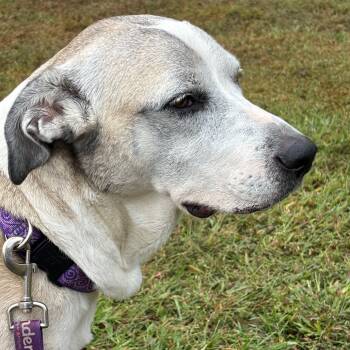 Rescue Labrador Retriever and Mountain Cur Dogs for Adoption in Blairsville, Georgia - Honey | PetCurious