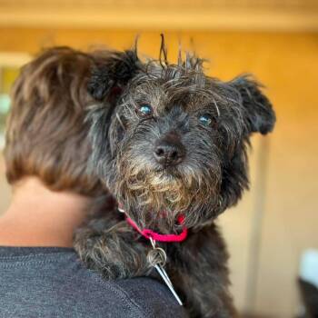 Deputy -  Maltese Dog for Adoption in Ramona, California - Deputy | PetCurious
