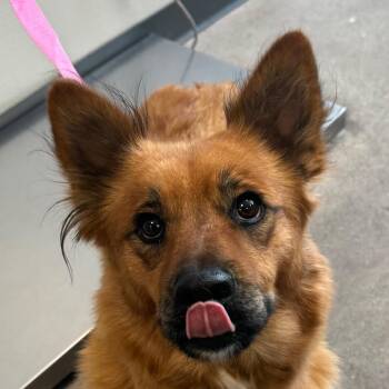 Muneca -  Mixed Breed Dog for Adoption in Las Cruces, New Mexico - Muneca | PetCurious
