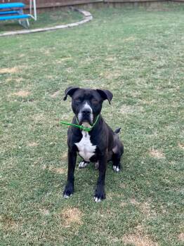 Rescue Great Dane and American Staffordshire Terrier Dogs for Adoption in Auburn, Georgia - Winston | PetCurious