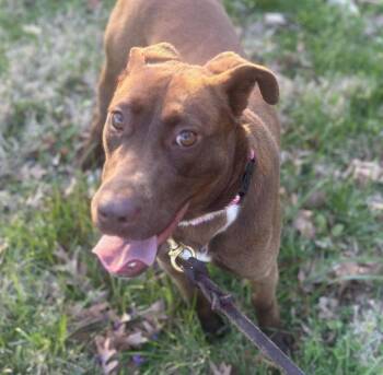 Retriever Dogs Available for Adoption - Jonquil | PetCurious