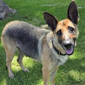 Sara Zara -  German Shepherd Dog Dog for Adoption in Newport Beach, California - Sara Zara | PetCurious