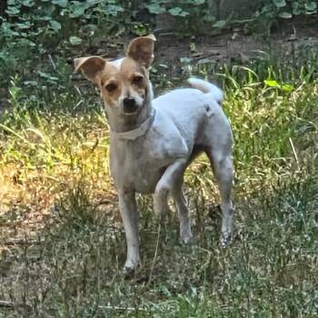 Juniper -  Chihuahua and Smooth Fox Terrier Dog for Adoption in Thompson Falls, Montana - Juniper | PetCurious