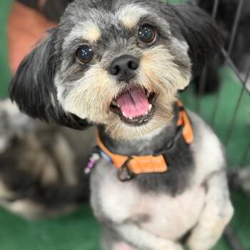 Magoo -  Shih Tzu and Mixed Breed Dog for Adoption in Phoenix, Arizona - Magoo | PetCurious