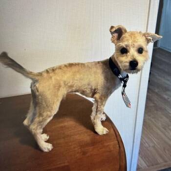 Marley -  Yorkshire Terrier and Bichon Frise Dog for Adoption in Lyndhurst, Virginia - Marley | PetCurious