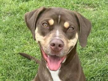 Mixed Breed Dogs Available for Adoption in Georgetown, Texas - Cocoa | PetCurious