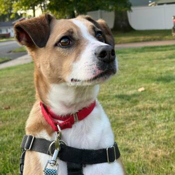 Stewie -  Terrier Dog for Adoption in Bloomfield, Connecticut - Stewie | PetCurious