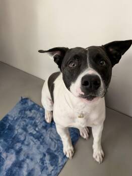 Cattle Dog and Pit Bull Terrier Dogs Available for Adoption in Grand Junction, Colorado - Poppi | PetCurious