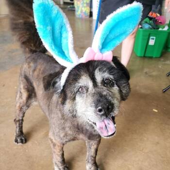 Grendel -  Chow Chow Dog for Adoption in Denison, Texas - Grendel | PetCurious
