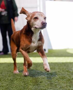Beagle Dogs Available for Adoption in Breinigsville, Pennsylvania - Porkchop | PetCurious