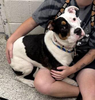 Ursa -  Pit Bull Terrier and Mixed Breed Dog for Adoption in Kansas City, Missouri - Ursa | PetCurious