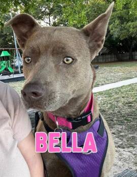 Mixed Breed Dogs Available for Adoption in Shalimar, Florida - Bella 5.0 | PetCurious