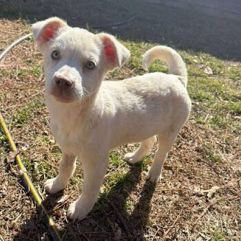 Mixed Breed Dogs Available for Adoption - Shakira | PetCurious