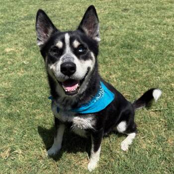 Flynn -  Siberian Husky Dog for Adoption in Rocky Point, New York - Flynn | PetCurious