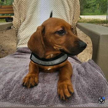 Florian (Green collar) 29795 -  Mixed Breed Dog for Adoption in Middleburg, Florida - Florian (Green Collar) 29795 | PetCurious