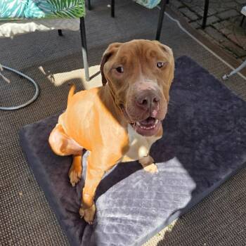 Nico -  Pit Bull Terrier Dog for Adoption in Dayton, Ohio - Nico | PetCurious