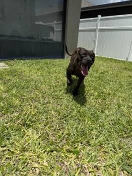 Koto -  Mixed Breed Dog for Adoption in Vero Beach, Florida - Koto | PetCurious
