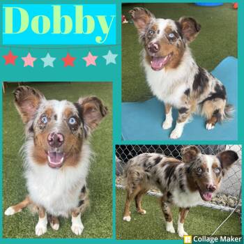 Dobby -  Australian Shepherd Dog for Adoption in Clearfield, Pennsylvania - Dobby | PetCurious