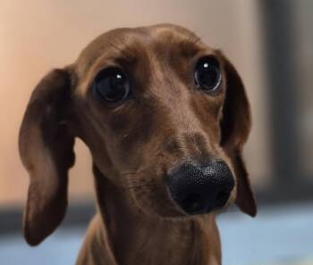 Pen 214 -  Dachshund Dog for Adoption in Lawrenceville, Georgia - Pen 214 | PetCurious
