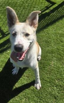 AGATHA -  German Shepherd Dog and Mixed Breed Dog for Adoption in San Bernardino, California - AGATHA | PetCurious