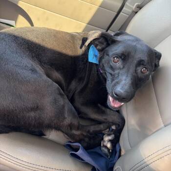 Chloe Mae -  Mixed Breed Dog for Adoption in Wheeling, Illinois - Chloe Mae | PetCurious
