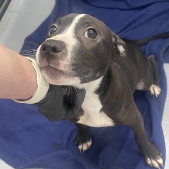 Elsa (Bells) -  Mixed Breed Dog for Adoption in Henderson, Kentucky - Elsa (Bells) | PetCurious