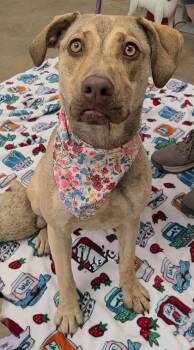 Jaimie -  Hound and Mixed Breed Dog for Adoption in Morristown, New Jersey - Jaimie | PetCurious