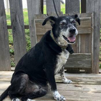Buddy -  Australian Shepherd and Mixed Breed Dog for Adoption in Pulaski, Tennessee - Buddy | PetCurious