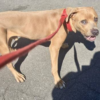 Mixed Breed Dogs Available for Adoption in Edwardsville, Illinois - Scooter | PetCurious