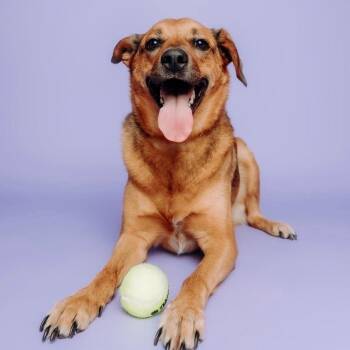 Nikita -  Shepherd Dog for Adoption in Springfield, Missouri - Nikita | PetCurious