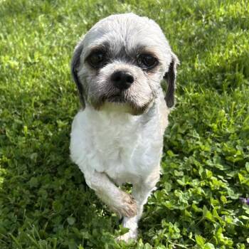 Shih Tzu Dogs Available for Adoption in Cincinnati, Ohio - Ben | PetCurious