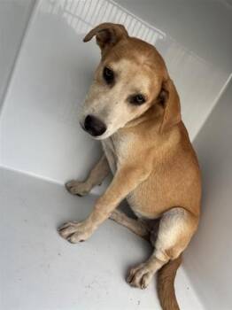 A659214 -  Labrador Retriever and Mixed Breed Dog for Adoption in Houston, Texas - A659214 | PetCurious