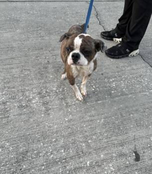 Boston Terrier Dogs Available for Adoption - Frankie Hewey - 4259 Florida | PetCurious