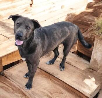 Labrador Retriever Dogs Available for Adoption in Ventura, California - Wally  | PetCurious