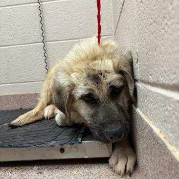 Anatolian Shepherd and Mixed Breed Dogs Available for Adoption - Hwy Hank | PetCurious