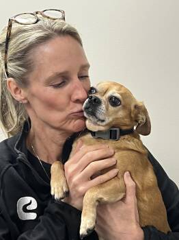 Boone -  Chihuahua and Pug Dog for Adoption in Lincoln, Nebraska - Boone | PetCurious